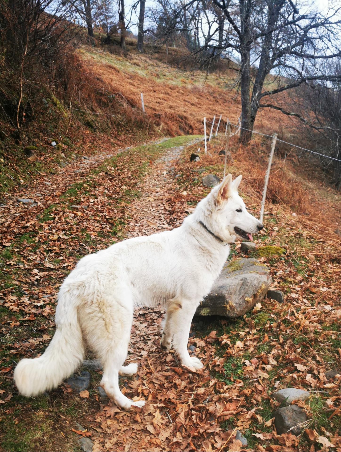 Berger Blanc Suisse LOF Vladys