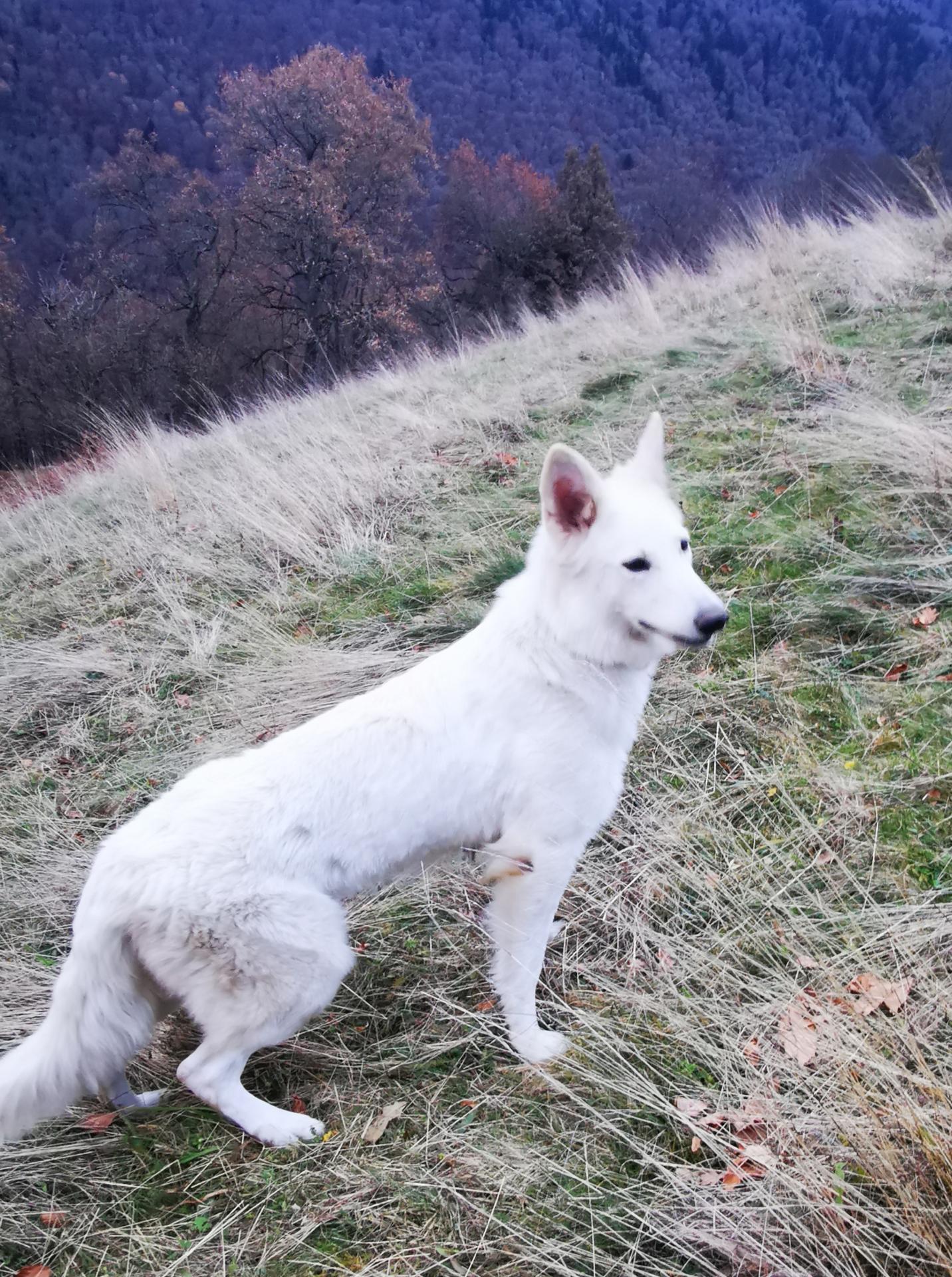 Berger Blanc Suisse lof Vladys