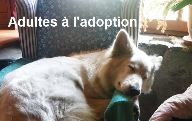 Adultes à l'adoption
